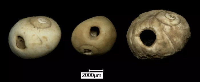 Oldest Human Remains In Northern Britain, Belonging To An 11,000-Year-Old Female Child, Discovered At Heaning Wood Bone Cave In Great Urswick, Cumbria Oldest Human Remains In Northern Britain, Belonging To An 11,000-Year-Old Female Child, Discovered At Heaning Wood Bone Cave In Great Urswick, Cumbria