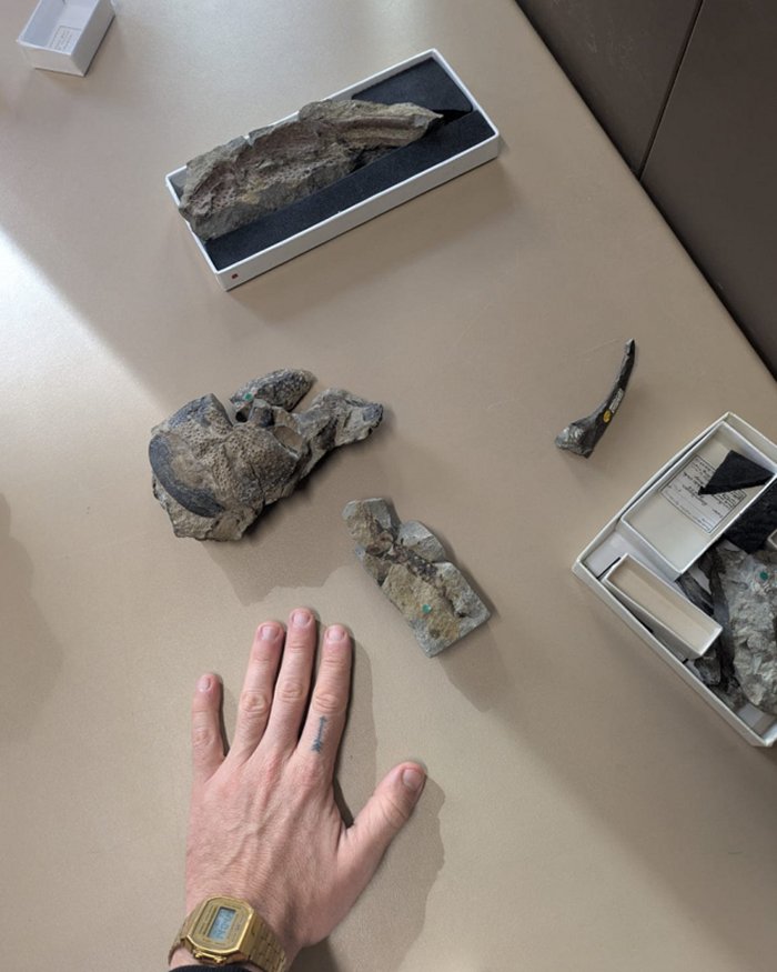 Praearcturus Gigas: The Biggest Scorpion Ever Revealed By 415-Million-Year-Old Fossils Praearcturus Gigas: The Biggest Scorpion Ever Revealed By 415-Million-Year-Old Fossils