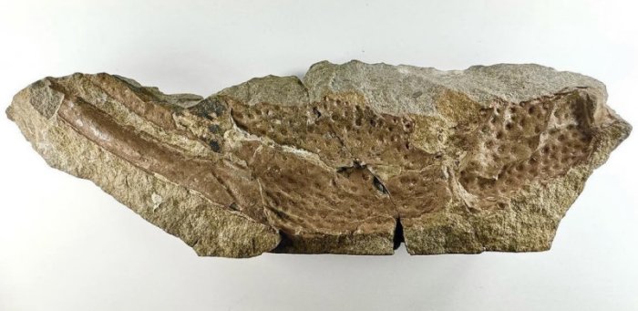 Praearcturus Gigas: The Biggest Scorpion Ever Revealed By 415-Million-Year-Old Fossils Praearcturus Gigas: The Biggest Scorpion Ever Revealed By 415-Million-Year-Old Fossils