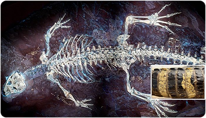 Fossil From Spain Shows What The Skin And Color Patterns Of Crocodiles Looked Like 125 Million Years Ago