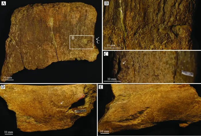 Tooth Marks On Fossil Bones from Cretaceous-Era Wyoming: T. rex Was Likely Responsible